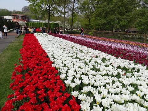 Keukenhof Tulips in April