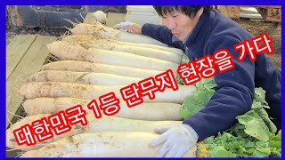 대한민국 1등 단무지 현장을 다녀 왔습니다