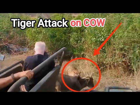 Tiger attacks cow in Ranthambore  | #attack