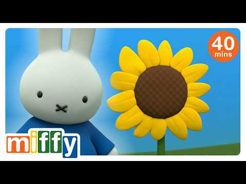 Like Sunflowers - Shortcut Miffy!