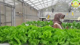 Download lagu Jasa Ahli Konstruksi Green House Baja Ringan Berpengalaman mp3