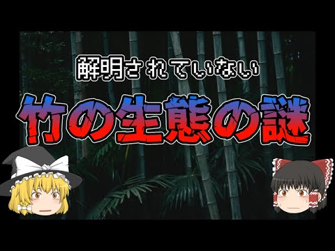 生垣用の非トレース竹の種類は何ですか？