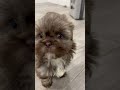 Shih Tzu dogs for sale: Chip - Video 1
