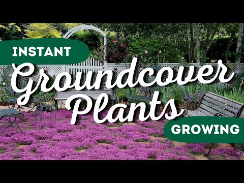 Instant Garden Makeover: Top 7 Fast-Growing Ground Covers to Transform Your Yard ✨👍