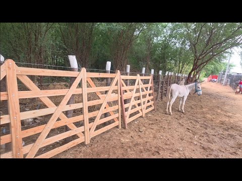 FEIRA DE ANIMAIS DE BARRA DE SÃO MIGUEL-PB TODOS OS SÁBADO