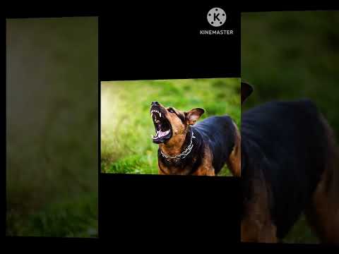 #TOP 5#DANGEROUS DOG PLEASE WAIT FOR END ❤❤ PLEASE SUBSCRIBE