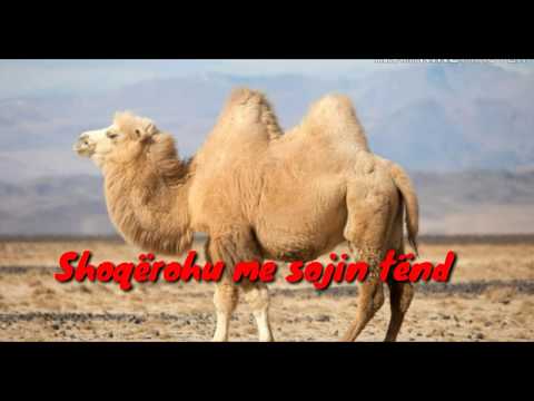 Tregime Motivuese - Tregimi 83 - Shoqërohu me sojin tënd