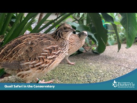 Let’s go on a Quail Safari adventure in the Conservatory