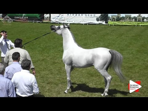 1st - N.90 EQUIBORN K.A. - Chantilly 2016 ABCE - Stallions 4-7 years old (Class 9)