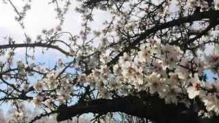 preview picture of video '2015 Durham Blossoms'
