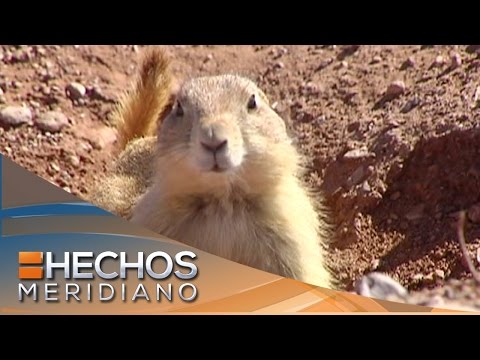 Zona Verde: Perritos de la pradera, guardianes de la biosfera de Janos