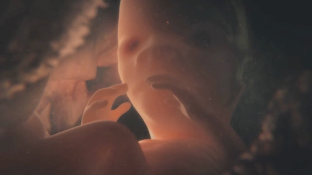 Secret to a long life - Countdown To Life: The Extraordinary Making Of You: Episode 1 - BBC