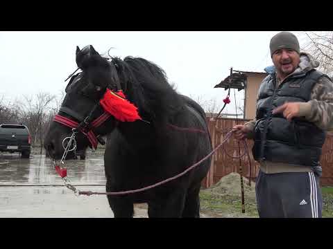 Manzele lui Ovidiu de la Bucovat, Timis - 2021 Nou!!!