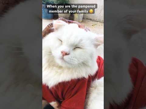 Start the drama when things aren’t good enough #youtube #youtubeshorts #daughters #sons #family