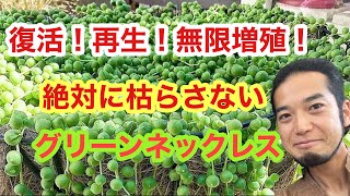 復活！再生！無限増殖！絶対に枯らさないグリーンネックレス🍀