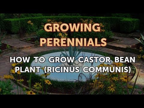 Can I Propagate a Peony From a Cutting