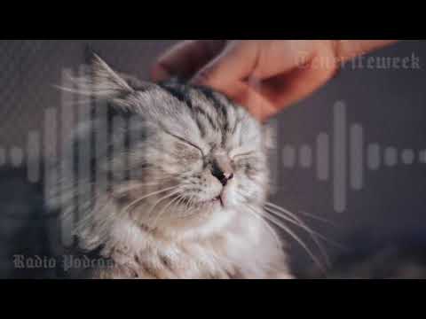 🐱🔍 ¡Increíble lo que los gatos huelen de ti! #ciencia