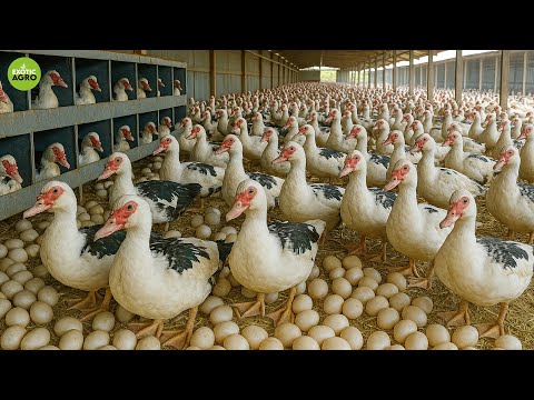 How 2,000 Muscovy Ducks Lay Thousands of Eggs Daily!