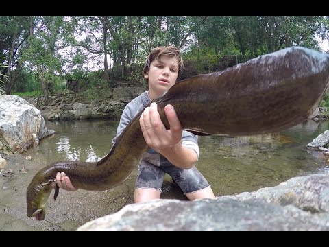 download lagu mp3 mp4 Buy Eel Uk, download lagu Buy Eel Uk gratis, unduh video klip Buy Eel Uk