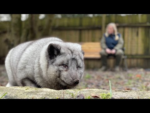 12 tykke ræve reddet fra pelsning – nu får de deres egen granskov