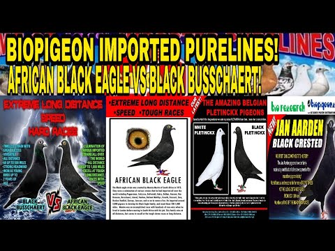 RESEARCH ABOUT AFRICAN BLACK EAGLE AND BLACK BUSSCHAERT OF BIO PIGEONS IMPORTED PURELINES!BP1 MAY 20