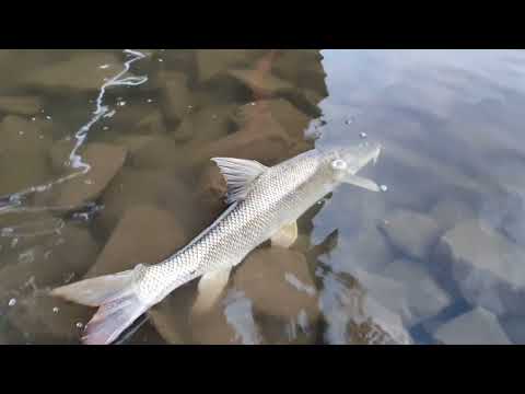 #brzana #barbel #river #odra #fishing