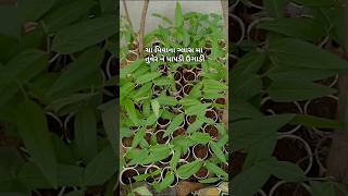 Cha pivana glass ma tuver ane papadi #minivlog