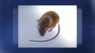 Bondi Beach Rat Pest Control for Natural Rat Pest Control