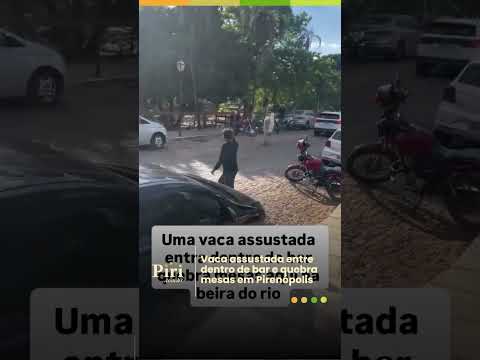 Uma vaca entrou em um restaurante em Pirenópolis e causou o maior alvoroço: passou pelo salão e a…