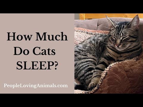 How Much Do Cats Sleep?  | Is Your Cat Sleeping Too Much? | Why Cats Sleep So Much