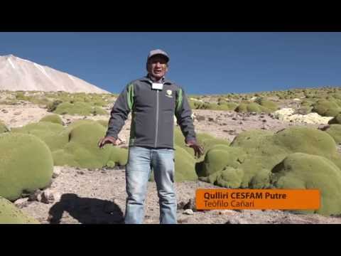 CONAF Arica y Parinacota: El secreto de la llareta