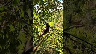 Download lagu Pikat anis siberia mp3