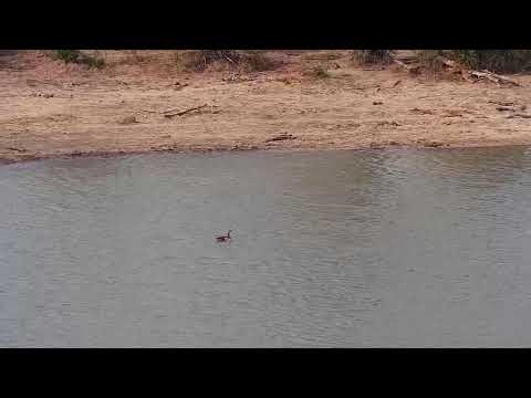 Djuma: Egyptian Goose and Little Grebe - 15:21 - 09/26/20