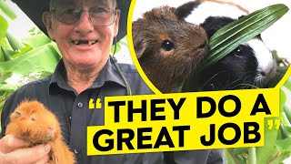 Farmers Are Using Guinea Pigs To Save The WORLD..