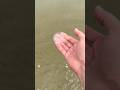 Rescuing A Cute Crystal Jellyfish Shorts