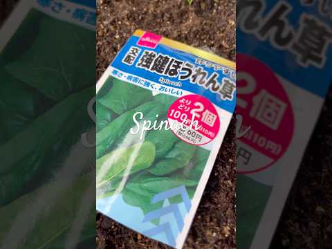 マグノリアをいつ地面に植えるのですか？どのように進めればよいでしょうか？方法、メンテナンス、病気  庭園