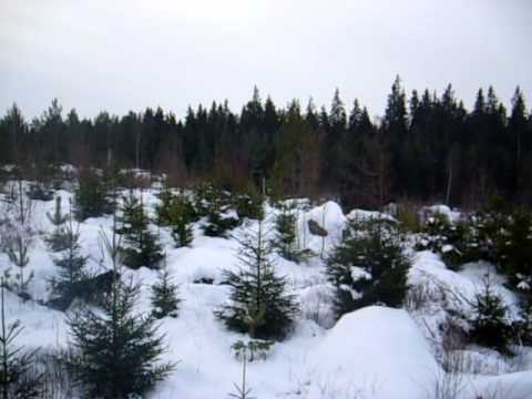 Älg på rätt nära håll