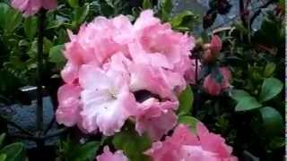 All That I Need To Survive (by Charice) with lyrics