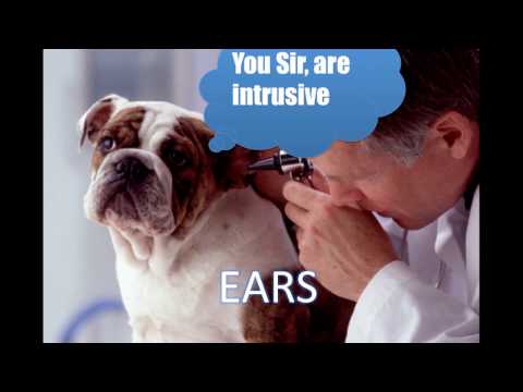 Ear Cytology (Veterinary Technician Education)