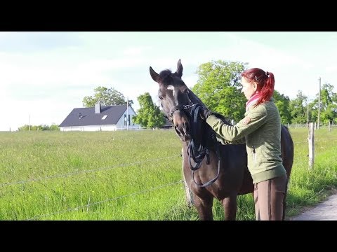 Problempferd Sascha - ein Sehnenschaden und seine Folgen (1)