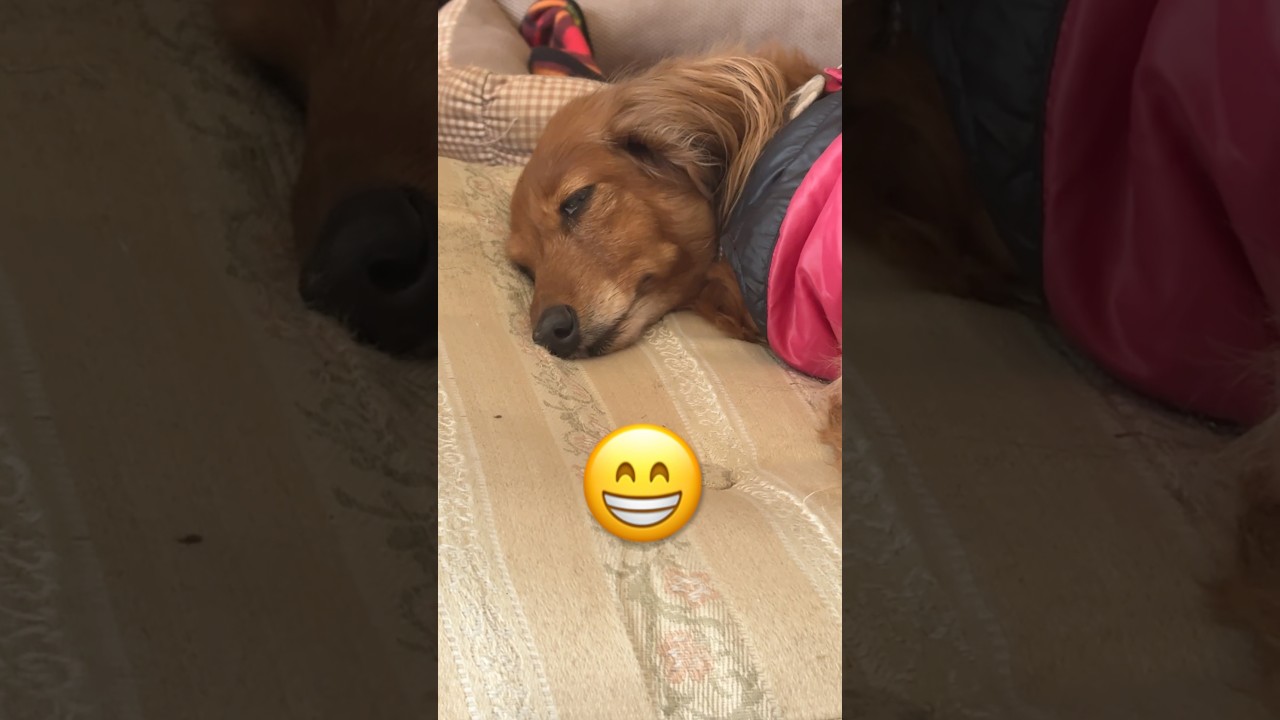 【こりゃ寝とっかね❓】#自粛犬