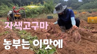 단맛 있는 자색고구마 캐보니 수확량이 ? 농부는 이맛에 ^^