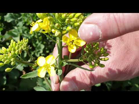 KWS Raps Storys 2020 - Blühbeginn