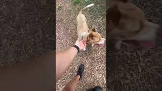 Video preview image #1 Miniature Pinscher-Unknown Mix Puppy For Sale in Rustburg, VA, USA