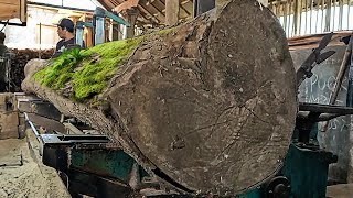 sawing hundreds of years old teak logs at the sawmill