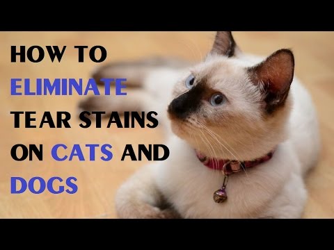 How to Eliminate Tear Stains on Cats and Dogs