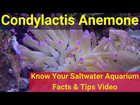 Condylactis Anemone. Know Your Saltwater Aquarium: Facts & Tips