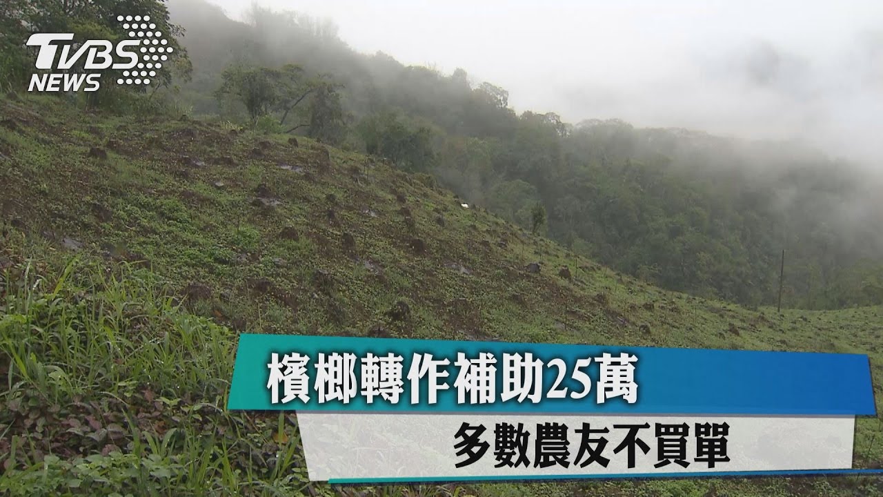 檳榔轉作補助25萬　多數農友不買單