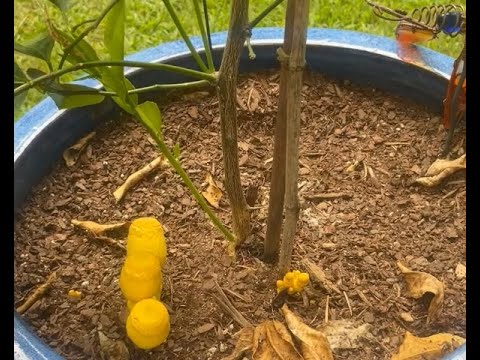 Garden Tips: Learn About MUSHROOMS In Outdoor POTTED PLANTS 😮 #short