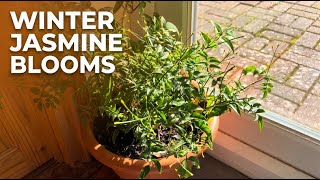 Winter Flowering Jasmine Update